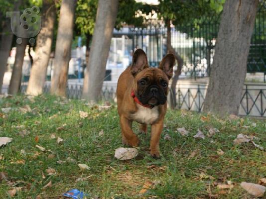 PoulaTo: ζητειται γαλλικο μπουλντογκακιιιιι!!!!!!